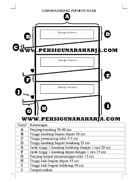 Memulai Usaha Beternak Burung Puyuh Petelur