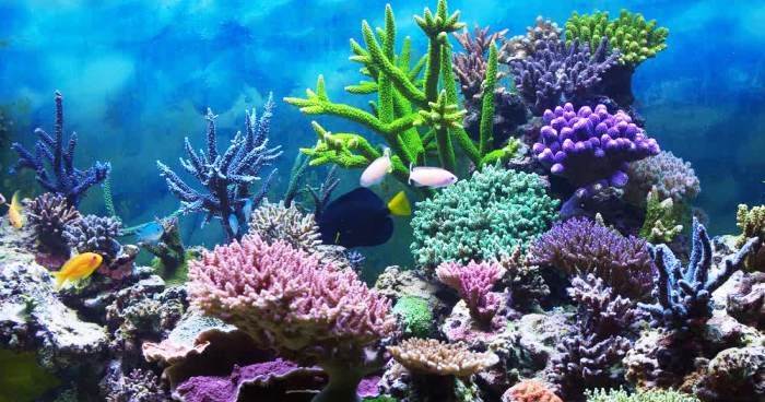 Kumpulan Makalah dan Kliping Sekolah Ekosistem Laut Kumpulan Makalah dan Kliping Sekolah Ekosistem Laut