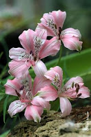 HERMOSAS PETUNIAS