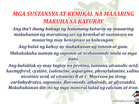 Medicinal Uses Of Katuray "Katuray" is a tall flowering tree with bean-like fruits. It grows almost everywhere especially in the lowlands of Luzon and Mindanao in the Philippines but the origin of this tree may be from neighboring Southeast Asia or Australia. The flower is often cooked as a vegetable as well as its fruits. As a tree, it also gives ample shade that's why it is also a good idea to grow it on your lawn. Most of all it is an effective herbal medicine that is very effective in helping to cure many health issues. Advertisement "Katuray" is a tall flowering tree with bean-like fruits. It grows almost everywhere especially in the lowlands of Luzon and Mindanao in the Philippines but the origin of this tree may be from neighboring Southeast Asia or Australia. The flower is often cooked as a vegetable as well as its fruits. As a tree, it also gives ample shade that's why it is also a good idea to grow it on your lawn. Most of all it is an effective herbal medicine that is very effective in helping to cure many health issues. Advertisement Sponsored Links It also has many nutrients and substances that are beneficial to human health. The bark of the tree contains tannin and gum. You can also obtain saponin and sesbanimide from the seeds. Flowers contain protein, tannins, oleanolic acid, kaempferol, cystine, isoleucine, asparagine, phenylalanine, valine, nicotinic acid, and also vitamins B and C. It also has carbohydrates, saponins, flavonoids, alkaloids, and glycosides. Minerals like calcium and iron are also present in a katuray plant. Aside from being used as food, the different parts of this plant can also be used as a medicine. The Roots Juice the roots and mix it with honey to drink. It can cure a cough with phlegm or even cough associated with phlegm with spots of blood in it. The Bark. The bark can be boiled to make a tea and give it to an ailing patient. It can cure chickenpox or smallpox. Leaves. Crushed or minced katuray leaves is given as a patch for people suffering from itchy scabies. It can also be boiled and drink as a remedy for constipation and difficulty in bowel excretion. Drinking the juice from flowers and leaves can cure a runny nose due to severe colds. Flowers. It is usually squeezed for its juice or consumed as is. READ MORE: Find Out Which Country Has The Fastest Internet Speed Using This Interactive Map Find Out Which Is The Best Broadband Connection In The Philippines Best Free Video Calling/Messaging Apps Of 2018 Modern Immigration Electronic Gates Now At NAIA ASEAN Promotes People Mobility Across The Region You Too Can Earn As Much As P131K From SSS Flexi Fund Investment Survey: 8 Out of 10 OFWS Are Not Saving Their Money For Retirement Can A Virgin Birth Be Possible At This Millennial Age? Dubai OFW Lost His Dreams To A Scammer Support And Protection Of The OFWs, Still PRRD's Priority ©2018 THOUGHTSKOTO www.jbsolis.com Sponsored Links It also has many nutrients and substances that are beneficial to human health. The bark of the tree contains tannin and gum. You can also obtain saponin and sesbanimide from the seeds. Flowers contain protein, tannins, oleanolic acid, kaempferol, cystine, isoleucine, asparagine, phenylalanine, valine, nicotinic acid, and also vitamins B and C. It also has carbohydrates, saponins, flavonoids, alkaloids, and glycosides. Minerals like calcium and iron are also present in a katuray plant. Aside from being used as food, the different parts of this plant can also be used as a medicine. The Roots Juice the roots and mix it with honey to drink. It can cure a cough with phlegm or even cough associated with phlegm with spots of blood in it. The Bark. The bark can be boiled to make a tea and give it to an ailing patient. It can cure chickenpox or smallpox. Leaves. Crushed or minced katuray leaves is given as a patch for people suffering from itchy scabies. It can also be boiled and drink as a remedy for constipation and difficulty in bowel excretion. Drinking the juice from flowers and leaves can cure a runny nose due to severe colds. Flowers. It is usually squeezed for its juice or consumed as is. READ MORE: Find Out Which Country Has The Fastest Internet Speed Using This Interactive Map Find Out Which Is The Best Broadband Connection In The Philippines Best Free Video Calling/Messaging Apps Of 2018 Modern Immigration Electronic Gates Now At NAIA ASEAN Promotes People Mobility Across The Region You Too Can Earn As Much As P131K From SSS Flexi Fund Investment Survey: 8 Out of 10 OFWS Are Not Saving Their Money For Retirement Can A Virgin Birth Be Possible At This Millennial Age? Dubai OFW Lost His Dreams To A Scammer Support And Protection Of The OFWs, Still PRRD's Priority