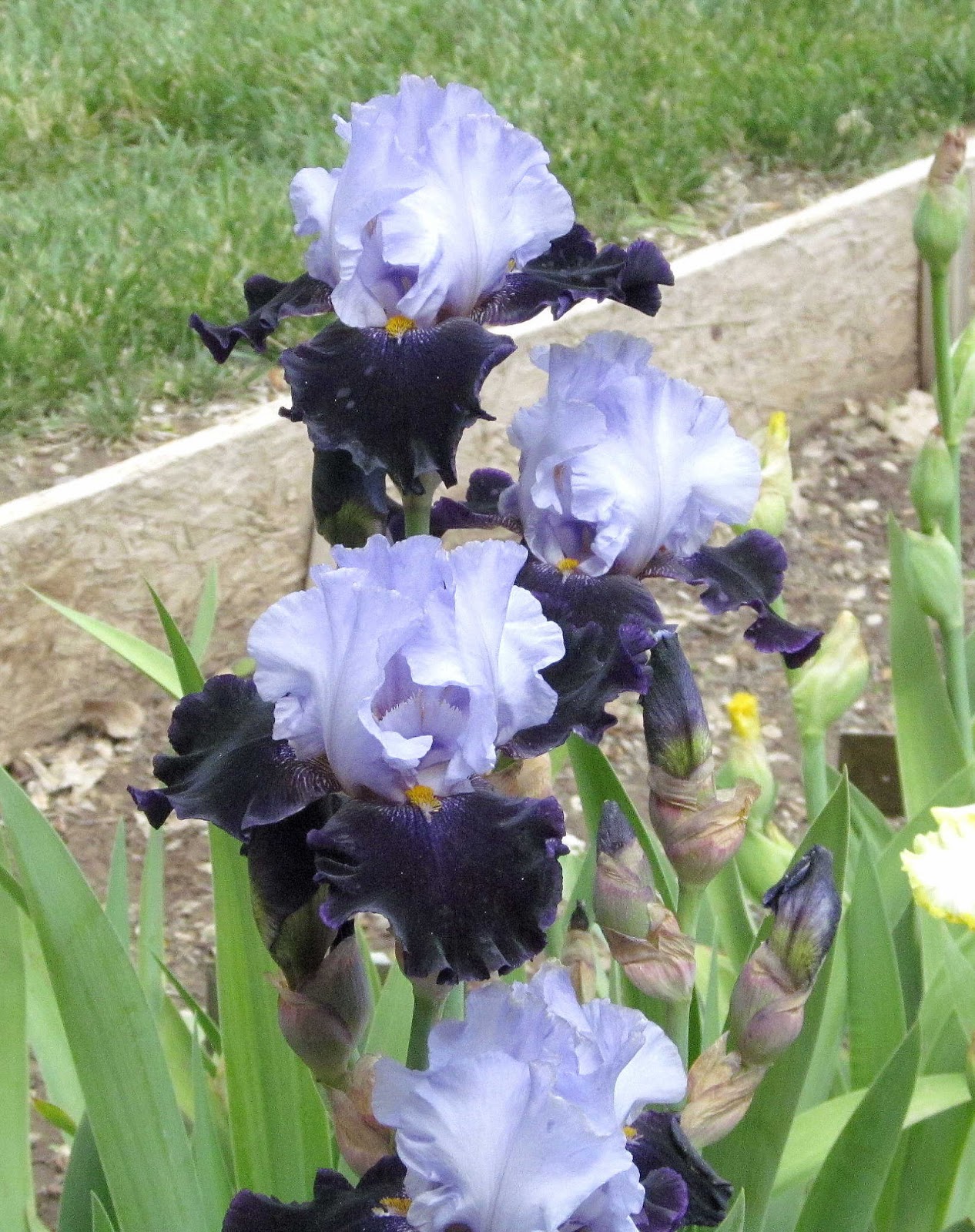 Carla's blog Hondo Iris Farm and GalleryNM Roadrunner Chapter RHS