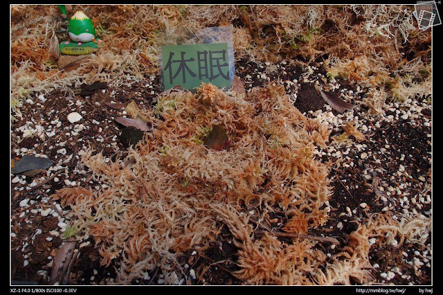 2013-03-23 梅峰農場 春之饗宴 台大森林實驗林_一葉蘭的生長過程-休眠