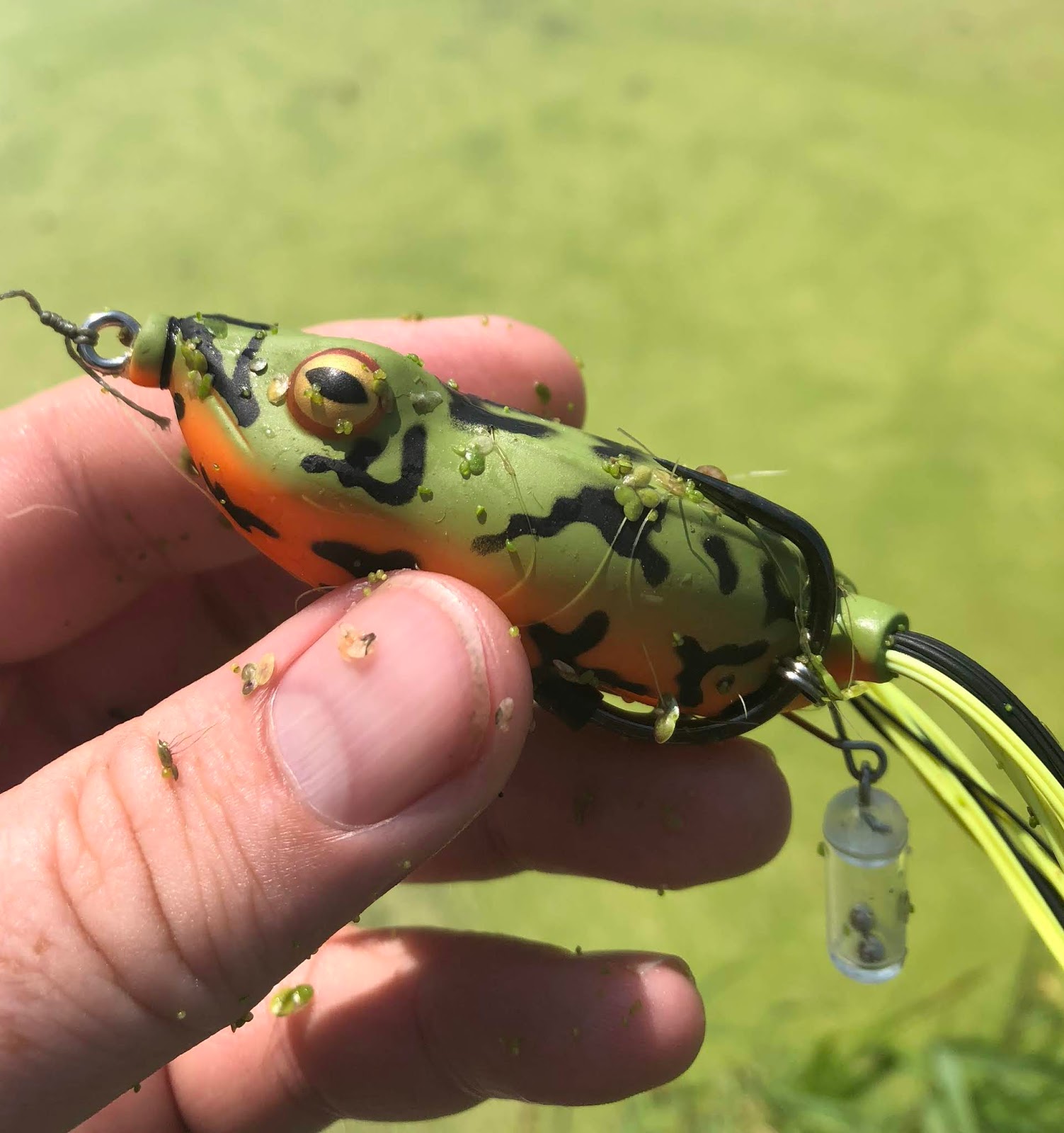 Bass Junkies Frog Pond: Yum Tip Toad Review