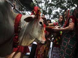 Hindu Worshiping Cow