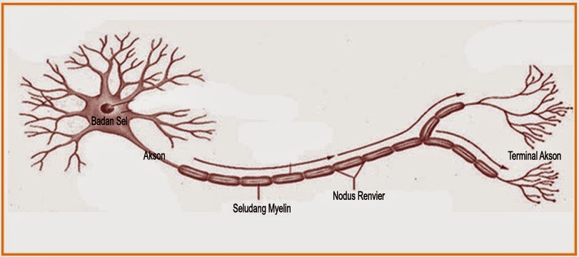 BIOLOGI GONZAGA SOAL SISTEM KOORDINASI SARAF INDERA