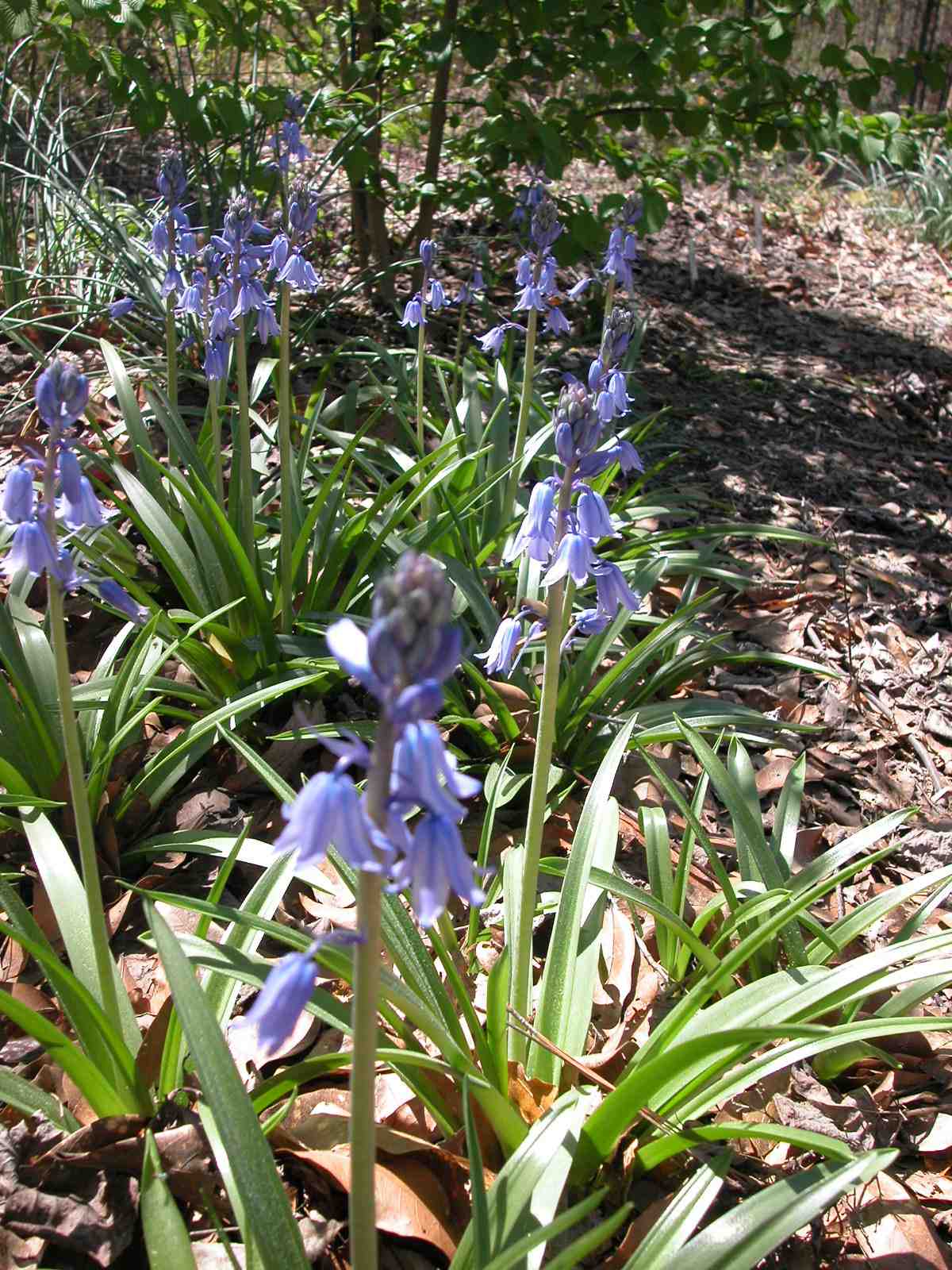 MARIETTE'S BACK TO BASICS {Hyacinthoides Hispanica Excelsior Spanish