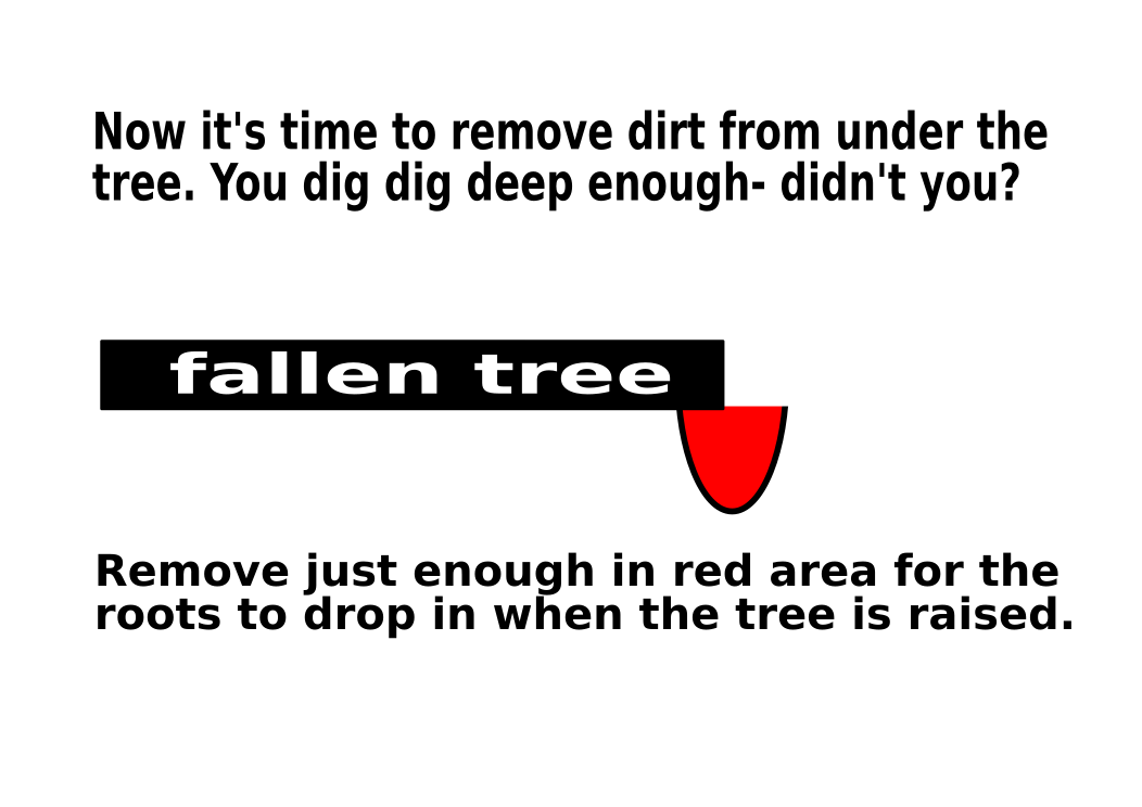 Giardino di Sylvia Idiot's Guide on How to Raise a Fallen Tree