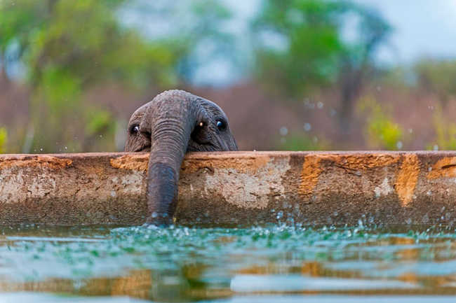 These 10 Beautiful Pictures Of Baby Elephants Are The Cutest Thing We Saw Today