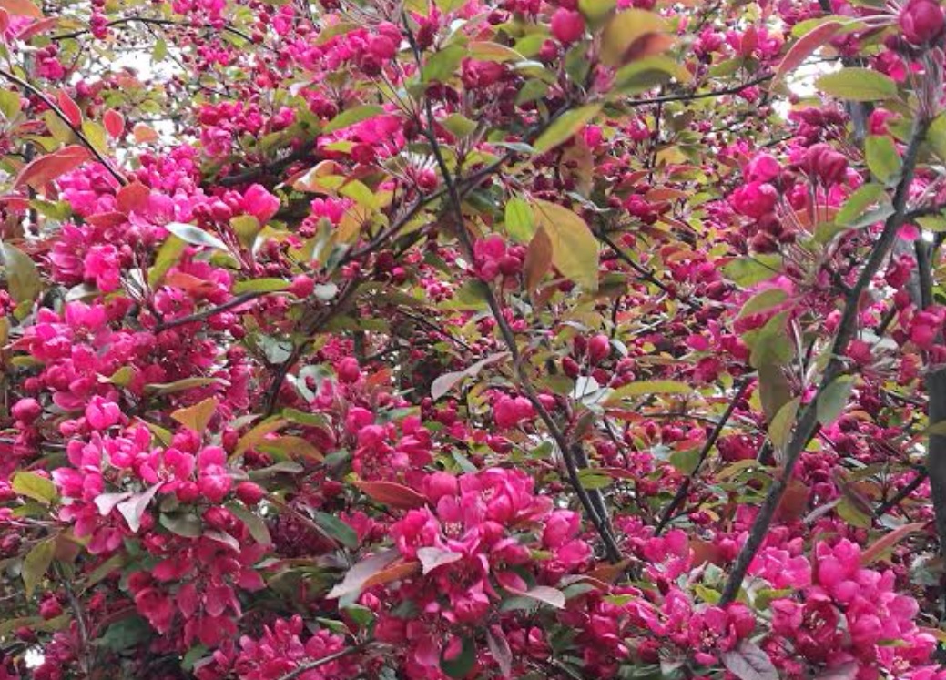 The Big Wobble Photo of the day More April tree bloom