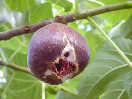 赤い花を持つ植物 - 赤いダリア