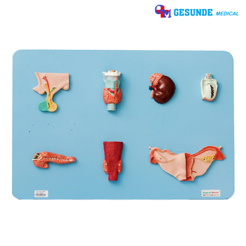 Model Organ Endokrin Manusia