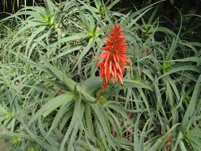 ALOE CANDELABRO: Aloe arborescens
