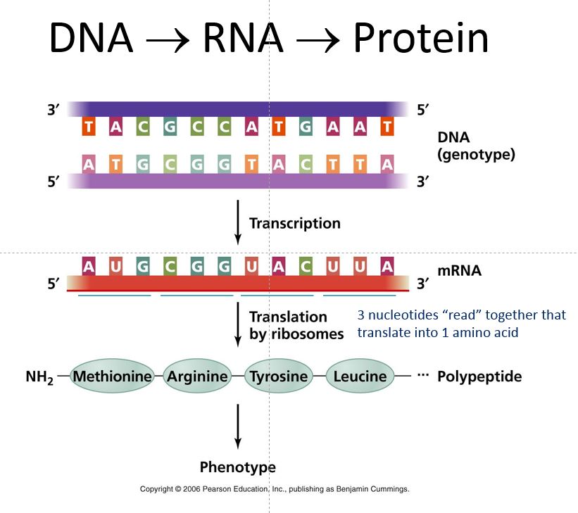 A Transgenic World Kid Science Understanding DNA and RNA with Candy