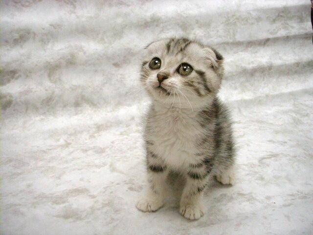 Monsieur Fischer Geh Weg Du Doofe Katze