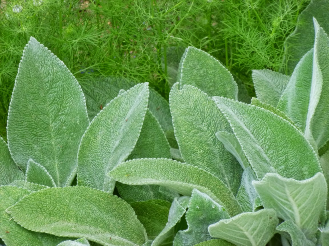 The felted leaves of Lamb's Ear "Helene von Stein" contrasts with the feathery foliage of Love-in-a-Mist 