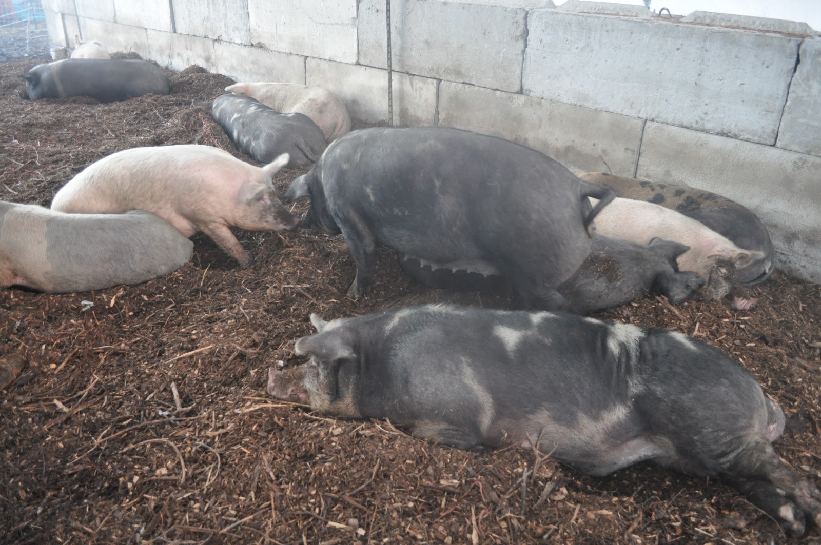 meat Deep litter pig bedding