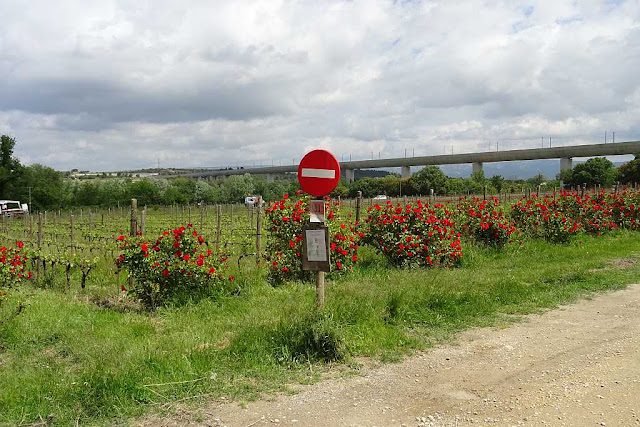 Weinfelder mit blühenden Rosensträucher im Vordergrund, sowie ein Einbahnstraßenverkehrsscihild