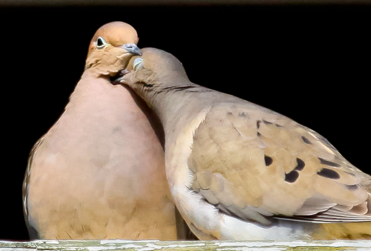 More Neighborhood Birds