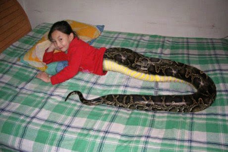 Snake Girl Half snake half girl