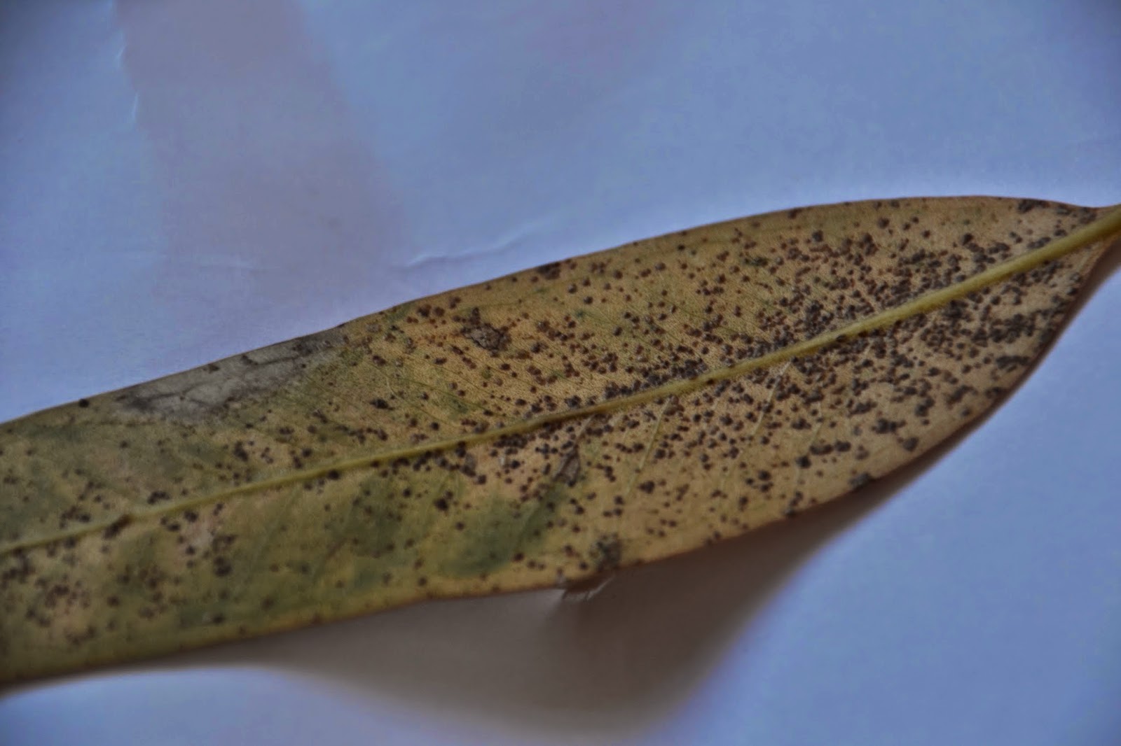 Art&Design Journal : Leaves and chunks of branches