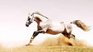 White Horse Runningh in Dust HD Wallpaper