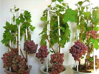  Tabulampot - Solusi Praktis untuk Bercocok Tanam di Ruang Terbatas