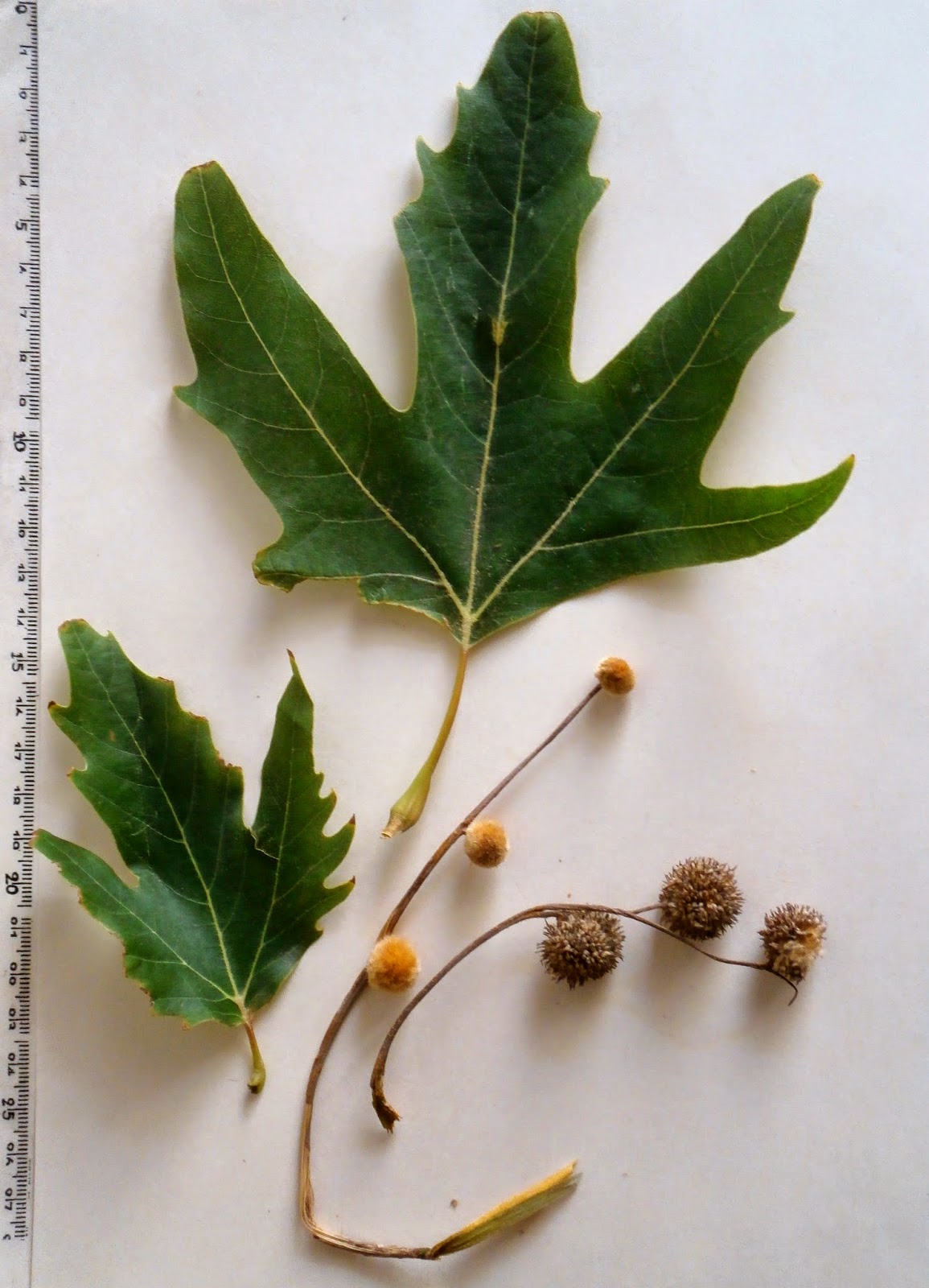 HERBARIO VIRTUAL DE BANYERES DE MARIOLA Y ALICANTE Platanus orientalis