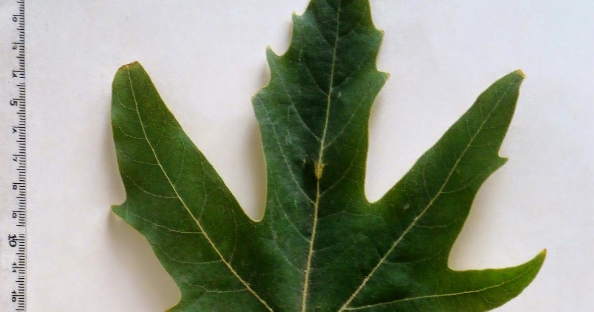 HERBARIO VIRTUAL DE BANYERES DE MARIOLA Y ALICANTE Platanus orientalis