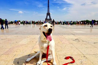 dogy in france