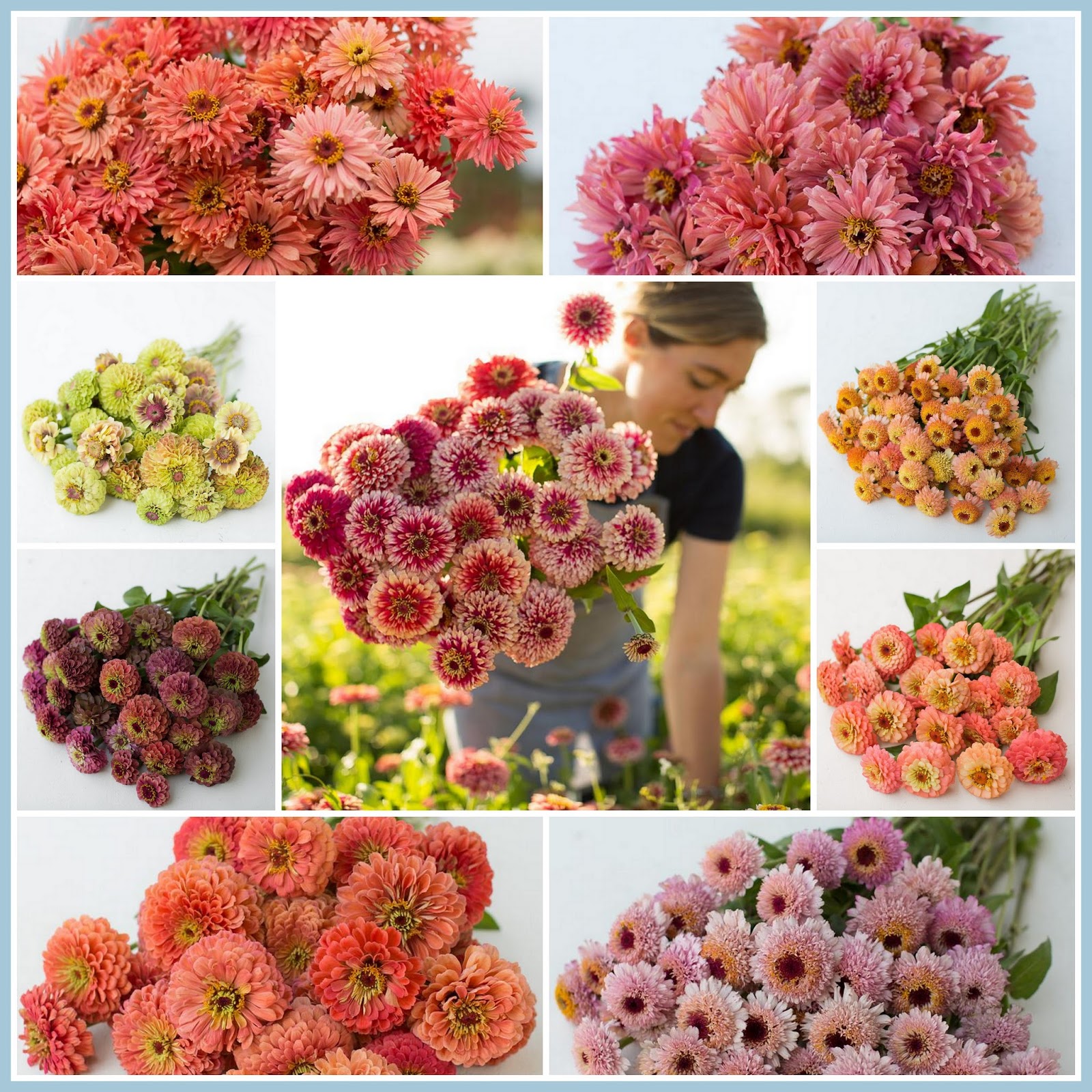 marieke nolsen Floret Flower /FarmerFlorist Collectief