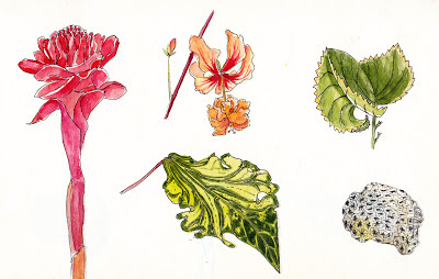 Botanical Art - Holiday Sketching: Botanical Sketching