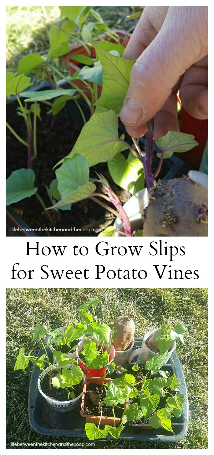 Easy Tips, How to Plant and Grow Sweet Potatoes, Growing Sweet Potatoes