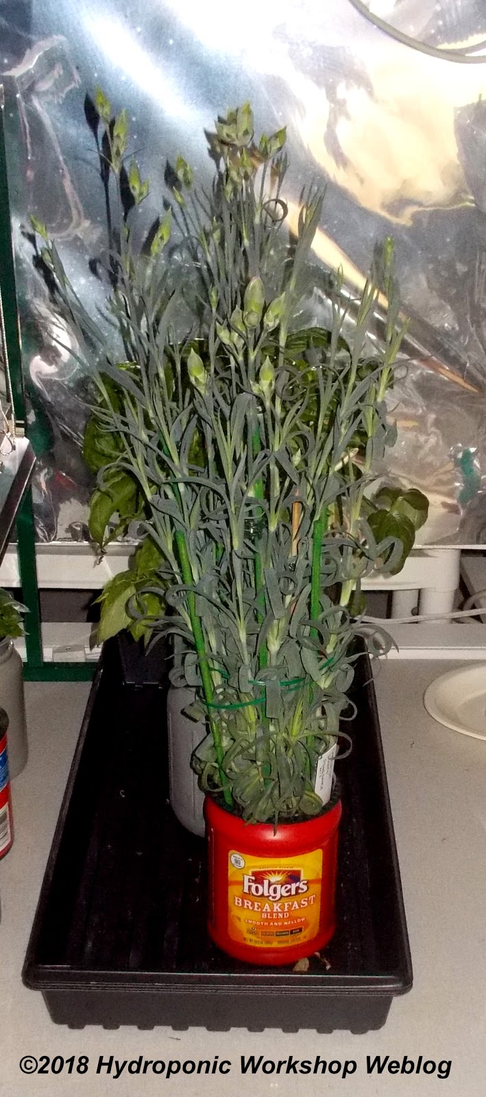Hydroponic Journal August 15, 2018 Carnations in a can.