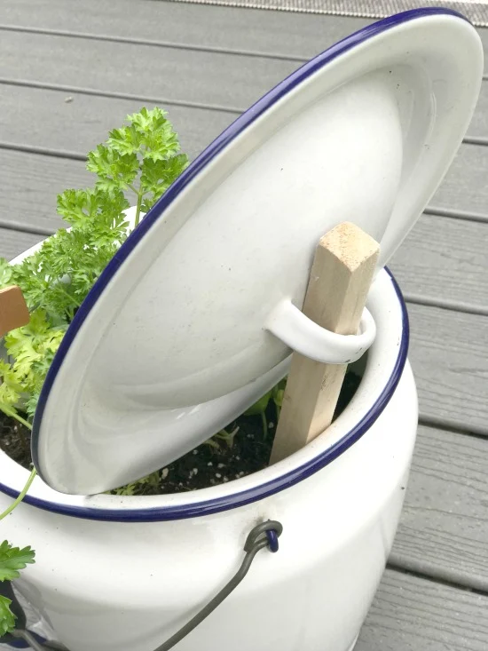 Using a Vintage Enamelware pot as an Herb Garden