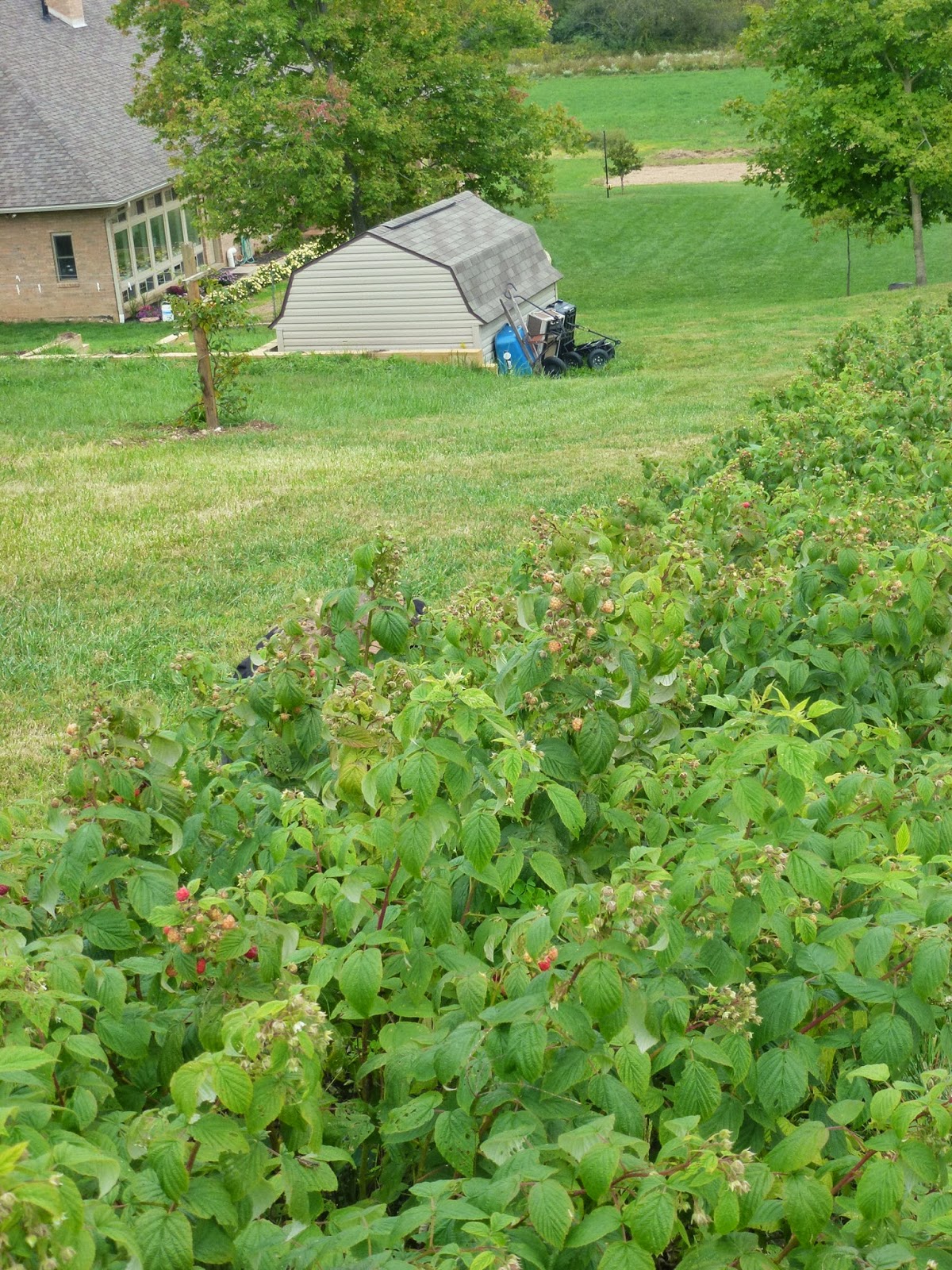 Growing Up Mormish Buckets & Buckets of Red Raspberries