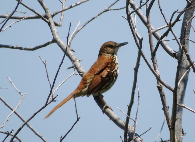 Brown Thrasher - Jamaica Bay, New York