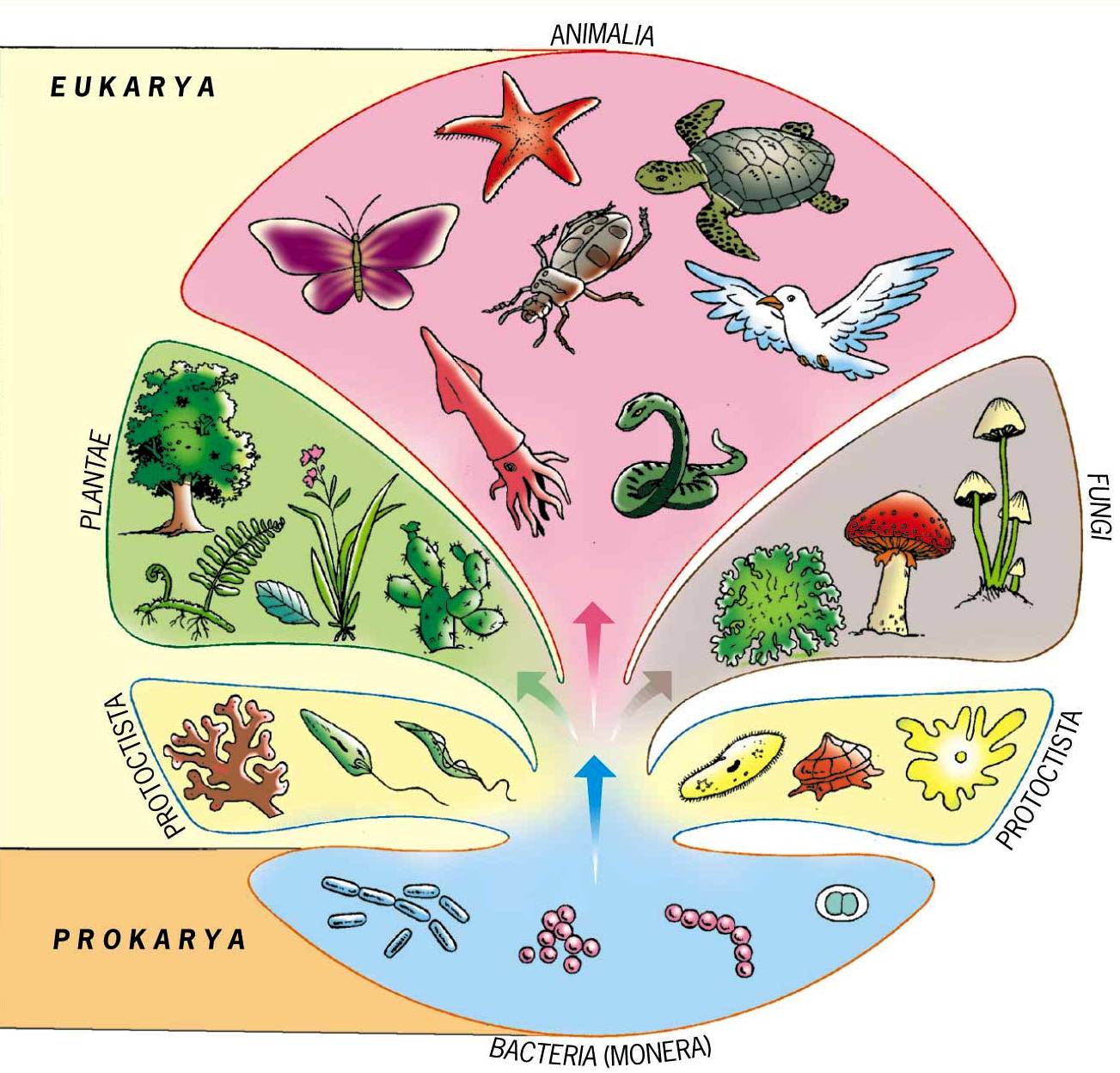 Natural Sciences Paula: Los Reinos de la naturaleza