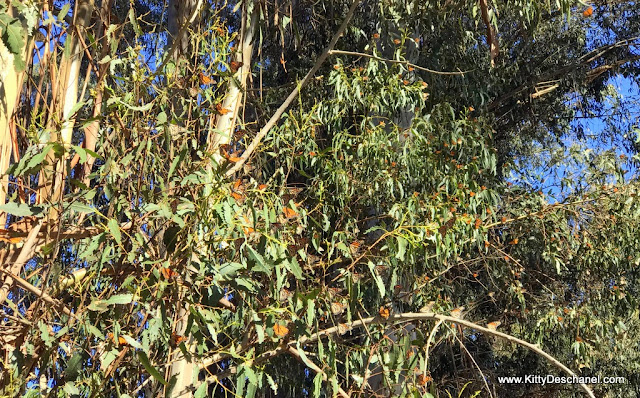 Monarch Butterfly Grove Pismo Beach