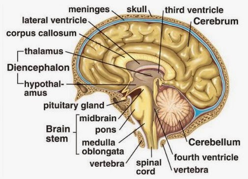 Makalah Sistem Saraf Pusat - Nursing & All About Health