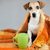Μεταδίδεται η γρίπη  από σκύλο σε  σκύλο;...