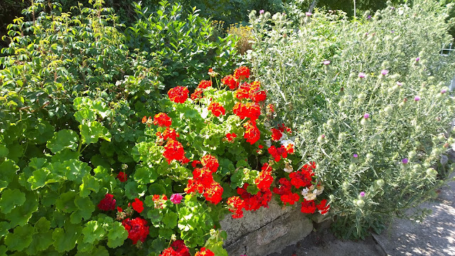 Geranien und Disteln (c) by Joachim Wenk Geranien und Disteln (c) by Joachim Wenk