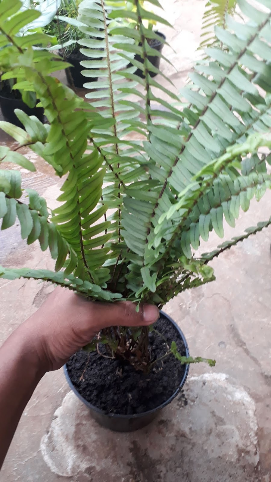 Aneka Macam Tanaman Hias untuk Vertical Garden | Tukang Taman