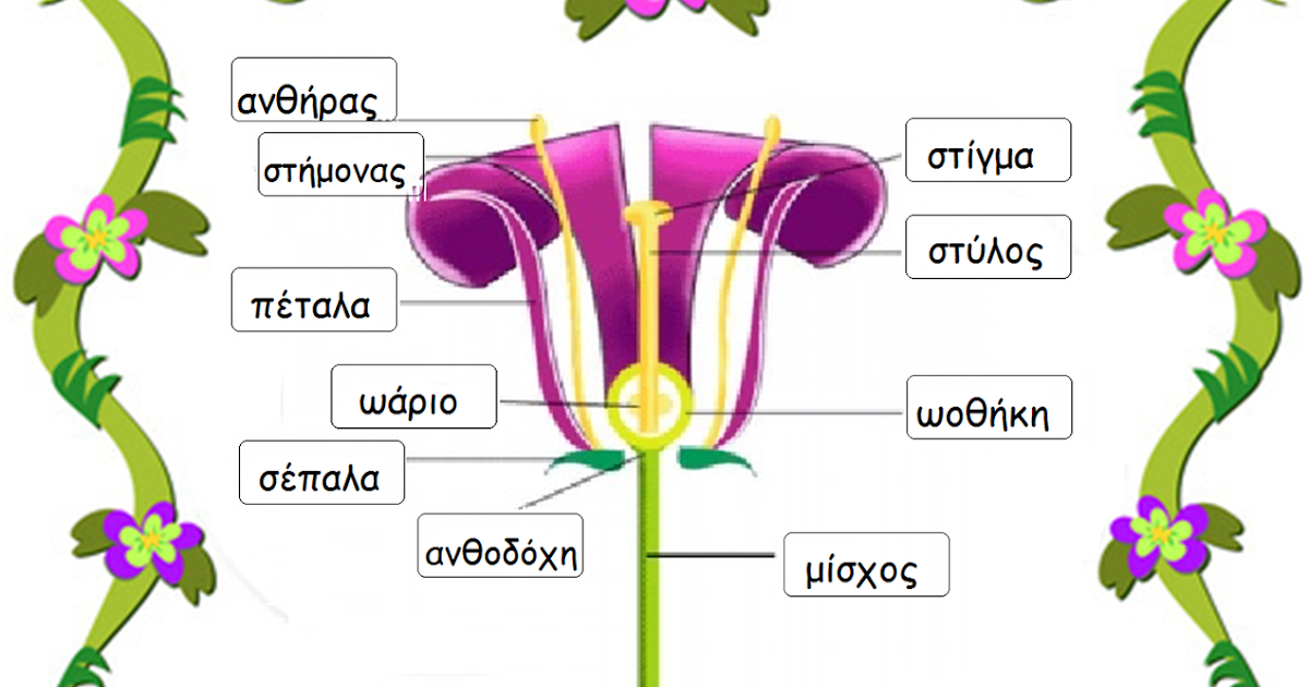 OI ΜΑΘΗΤΑΡΕΣ του Δ1!!!: Διαδρομές της γύρης, ταξίδια των σπόρων. Ο πολλαπλασιασμός των φυτών