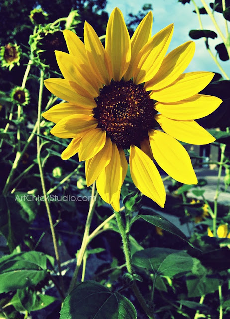 Sunnyflower by Art Chick Studio