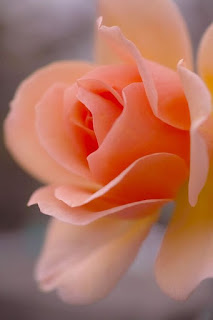 rosa-de-petalos-de-color-naranja