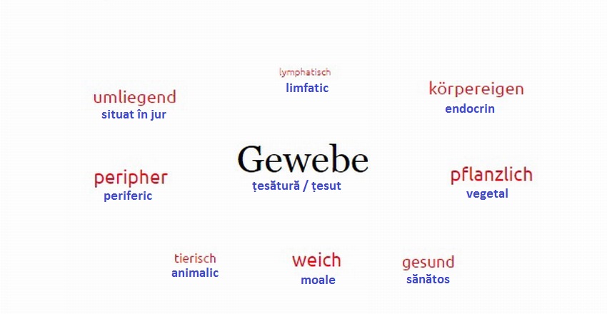 Deutsch für alle: Gewebe