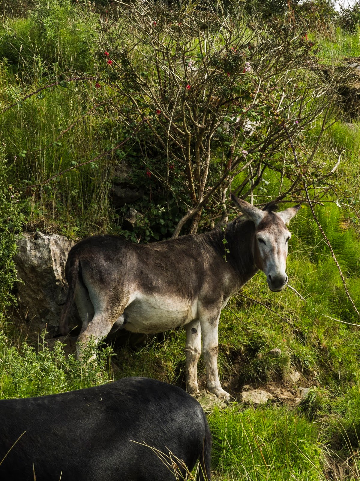 Donkey under a shrub on a hillside in Doolin, Co.Clare.