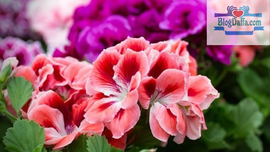 Cara menanam bunga geranium Cara menanam bunga geranium dengan mudah