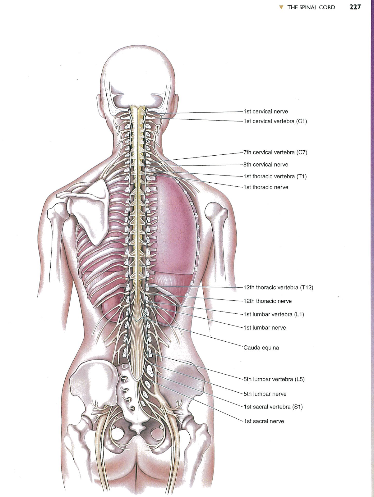 Органы в пояснице. Спина человека анатомия.