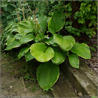 Hosta 'Beauty Substance' summer growth habit - Funkia 'Beauty Substance'   pokrój latem 